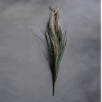 Wild Pampas Grass Stem