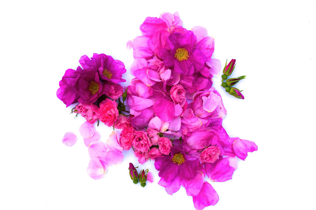 Wild Rose Lip Balm La Vie Bien Wild Rose Lip Balm