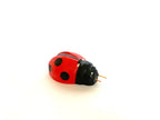 Wooden Ladybug Toy by PoppyBabyCo