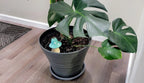 X - Large Toadstool Watering Spike